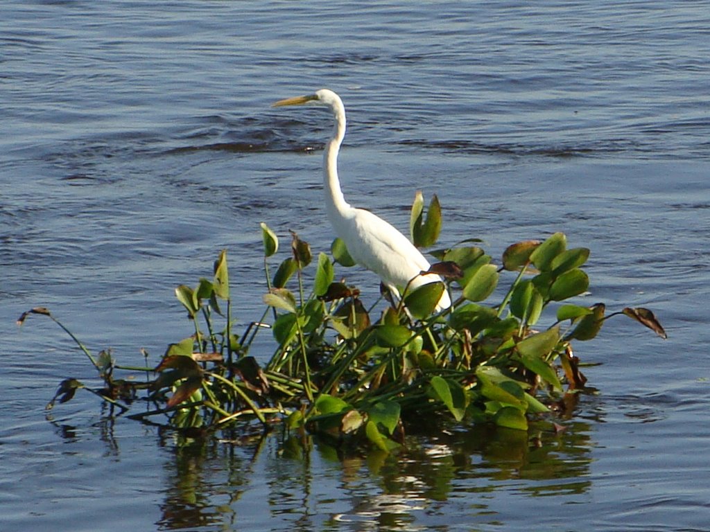 GARÇA NO RIO PARAGUAI
