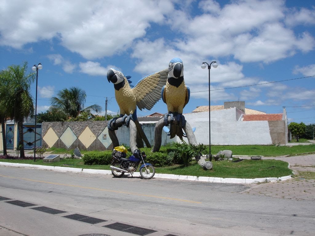 Araras em aeroporto de Corumba MS
