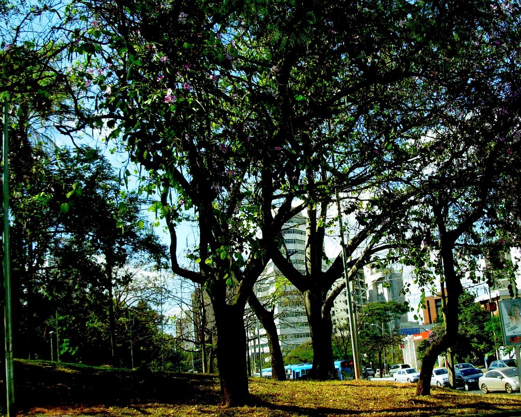 Praça Carlos Chagas