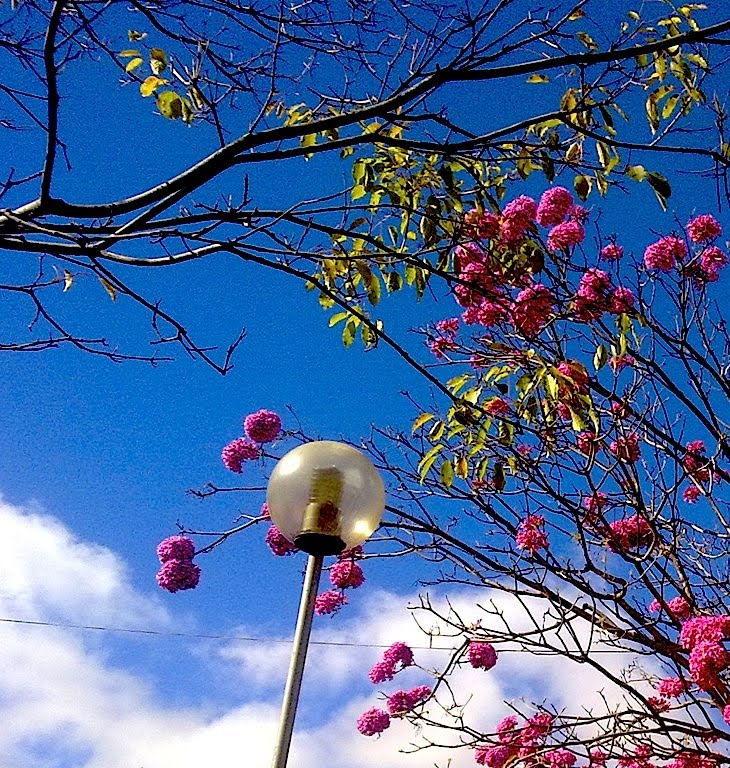 Praça JK_Ipê, Belo Horizonte, MG