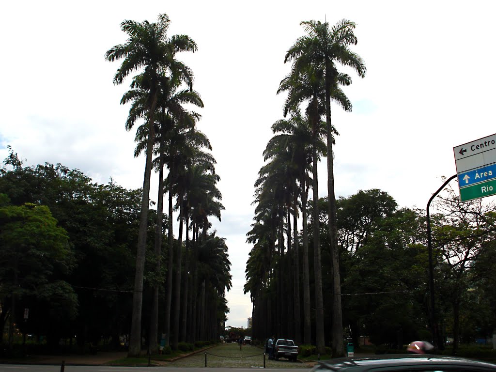 The palms of Liberdade Square
