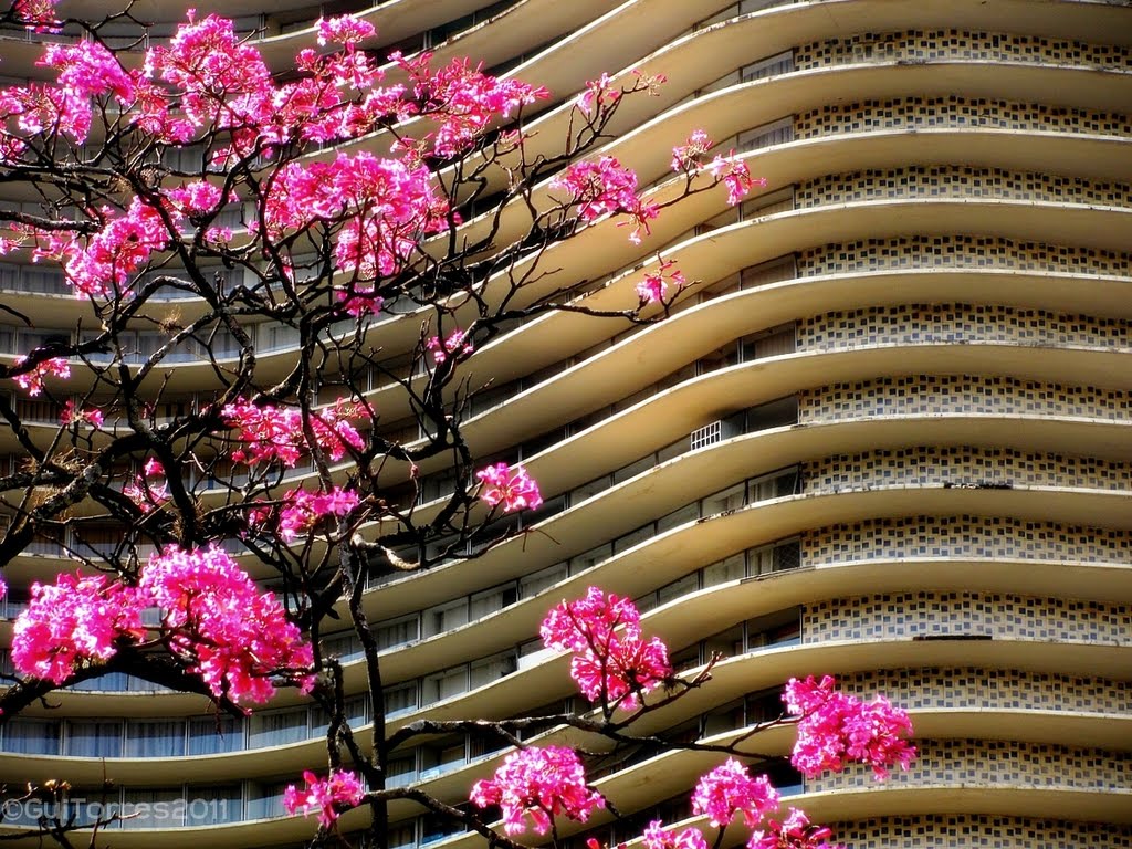 Curvas de Niemeyer