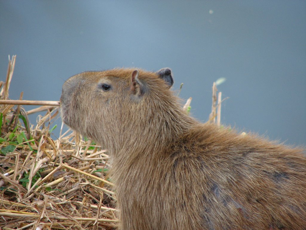 Capivara na Margem do Rio Itapecerica
