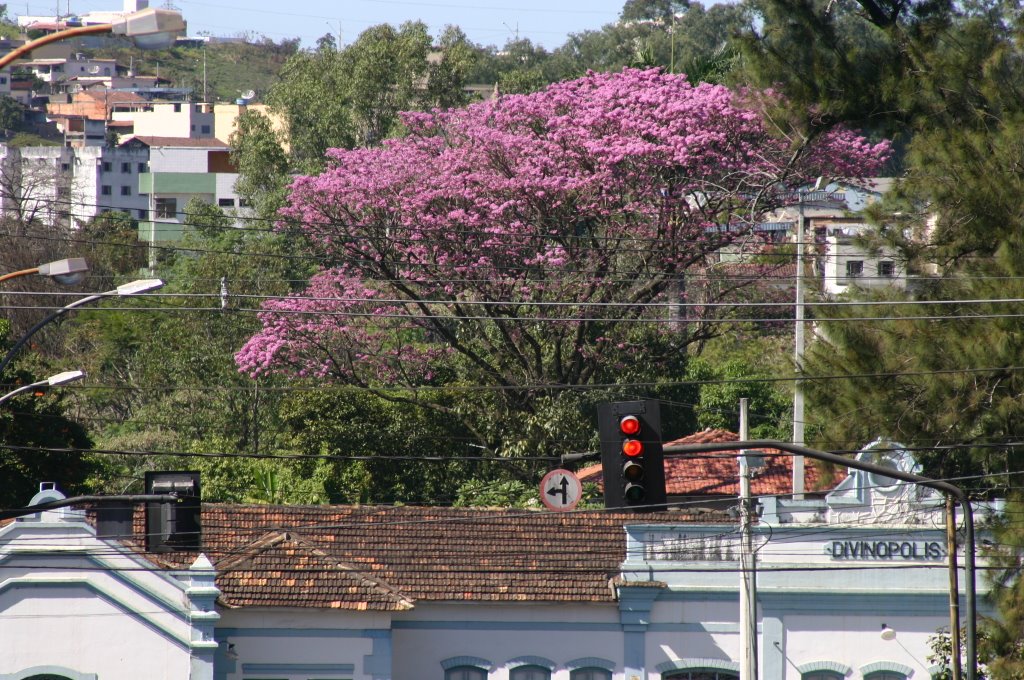 Ipê