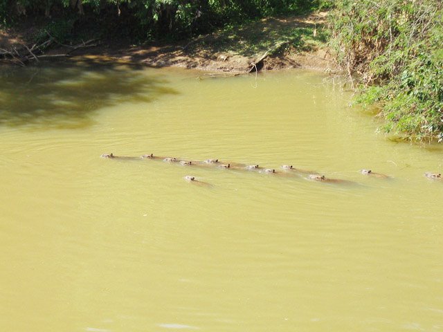 Capivaras no rio