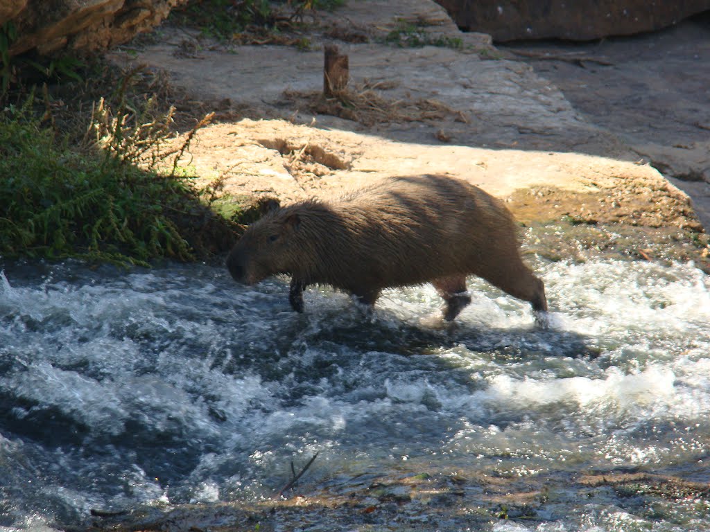 Capivara no rio Itapecerica