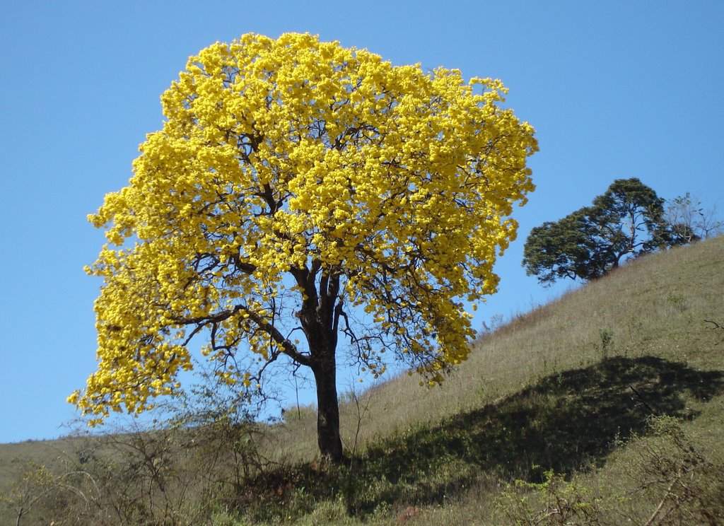 Ipê da Estiva