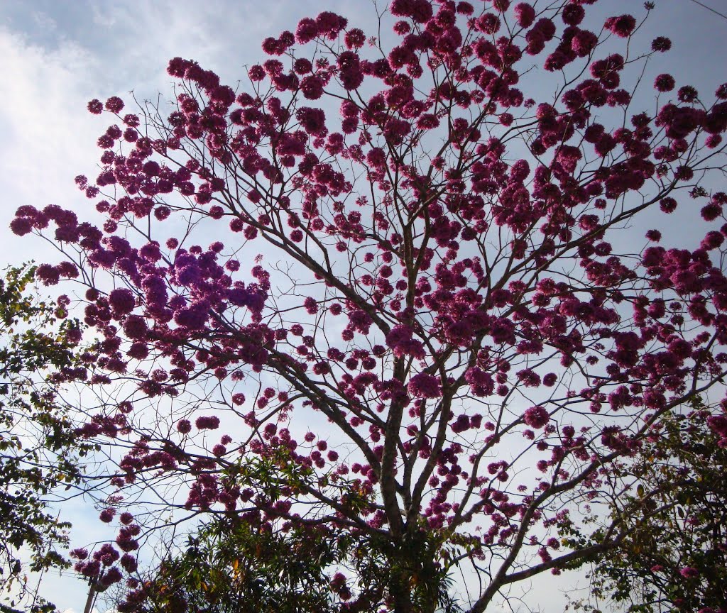 Ipê Rosa no BPS