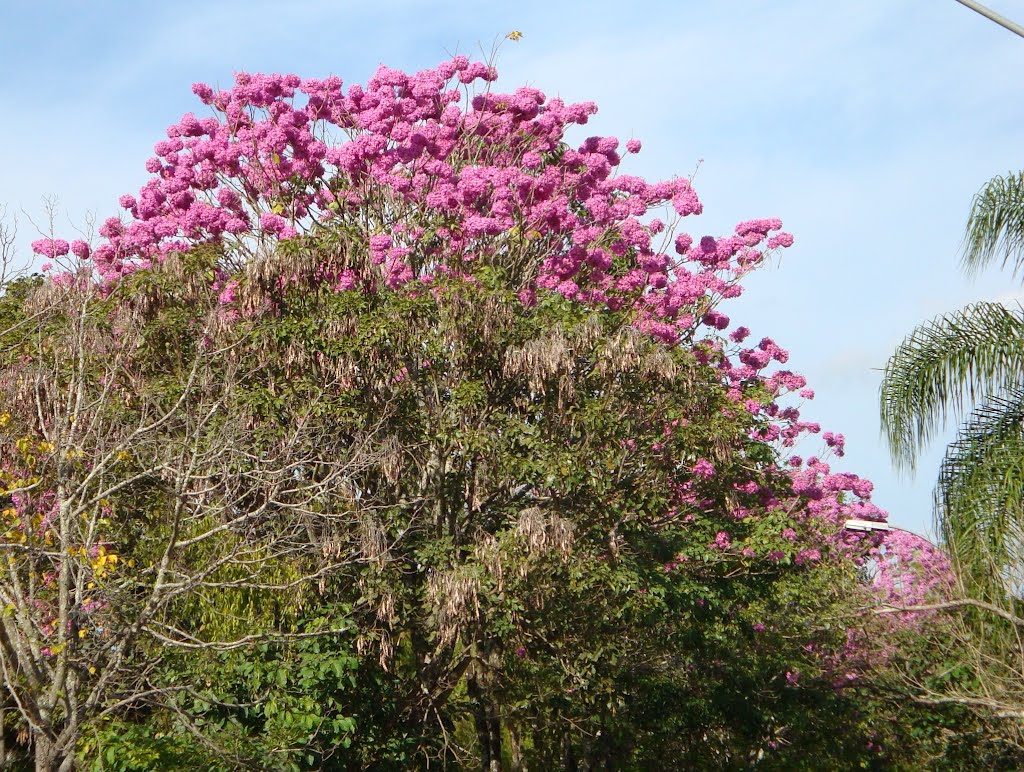 Ipê Rosa na Avenida BPS