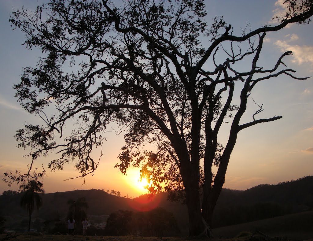 The Sun and the Tree