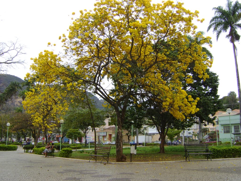 IPÊ JARDIM- caratinga MG 2008