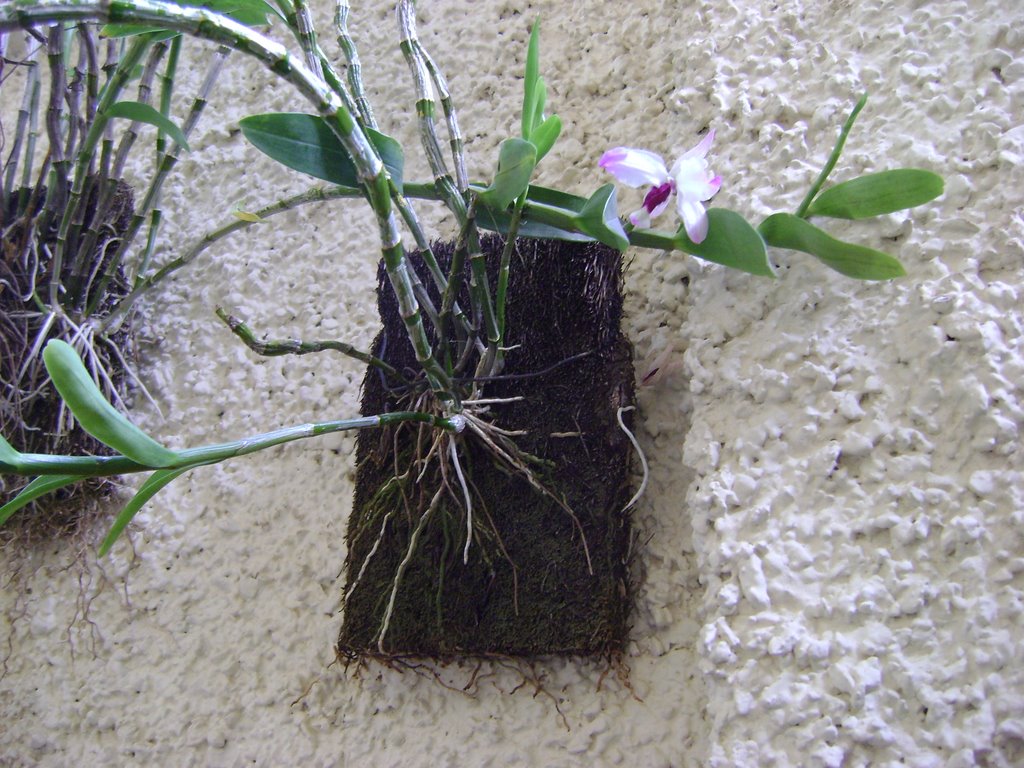 FLORA- ORQUIDEA