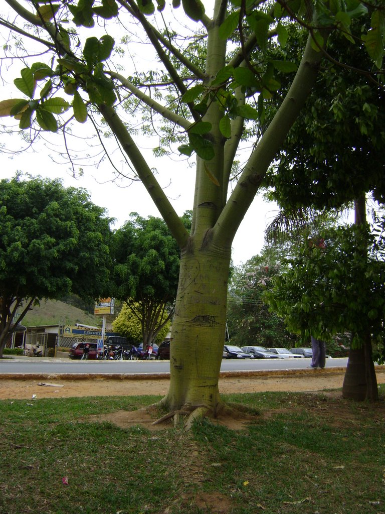 ÁRVORE GORDA- ARVORES DE MG