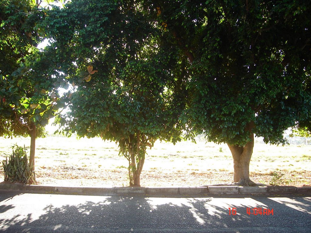 Arvores...av. Balaiadas