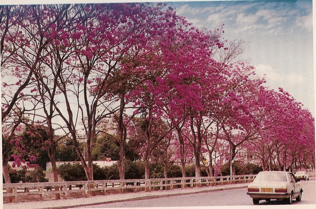 Av Luiz Boali em 1989