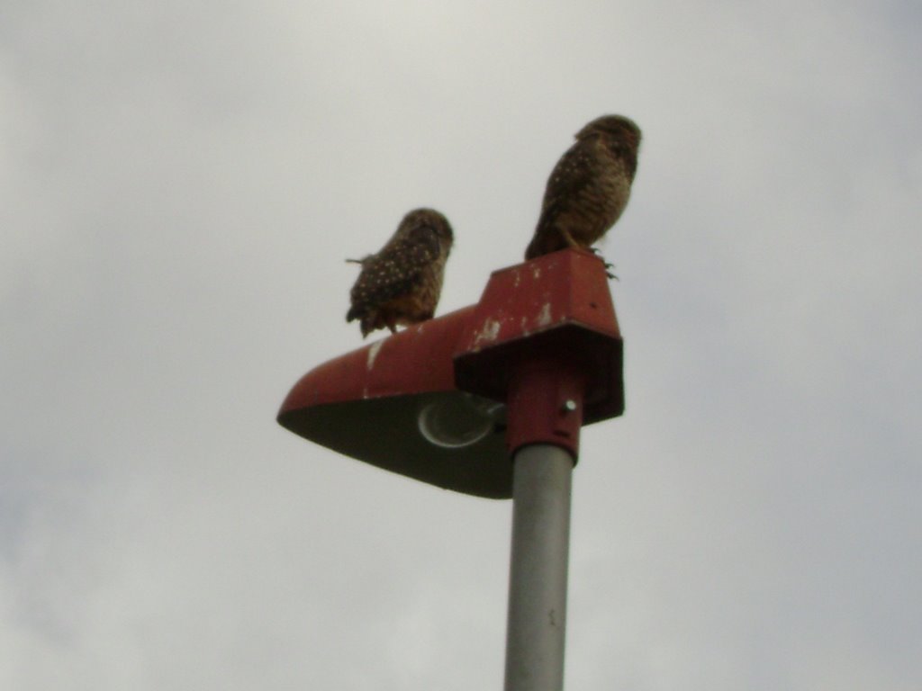 casal de corujas