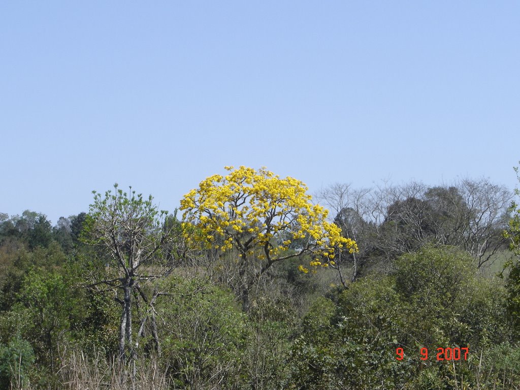 BR 376 e suas cores.