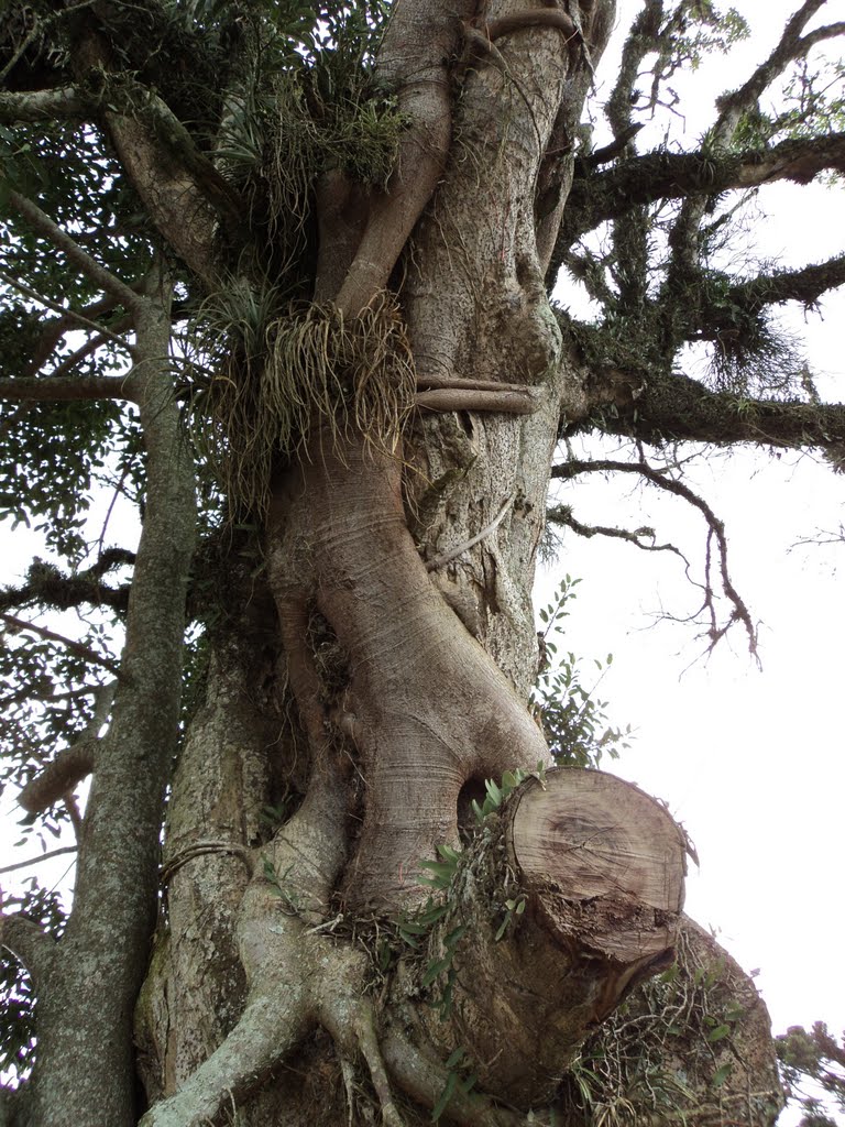 Uma figueira enrolada em um pé de sassafras