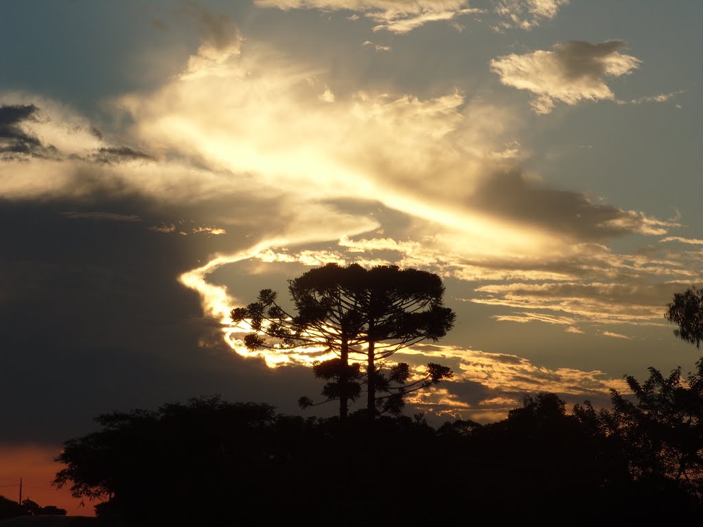 Araucárias e o por de sol...