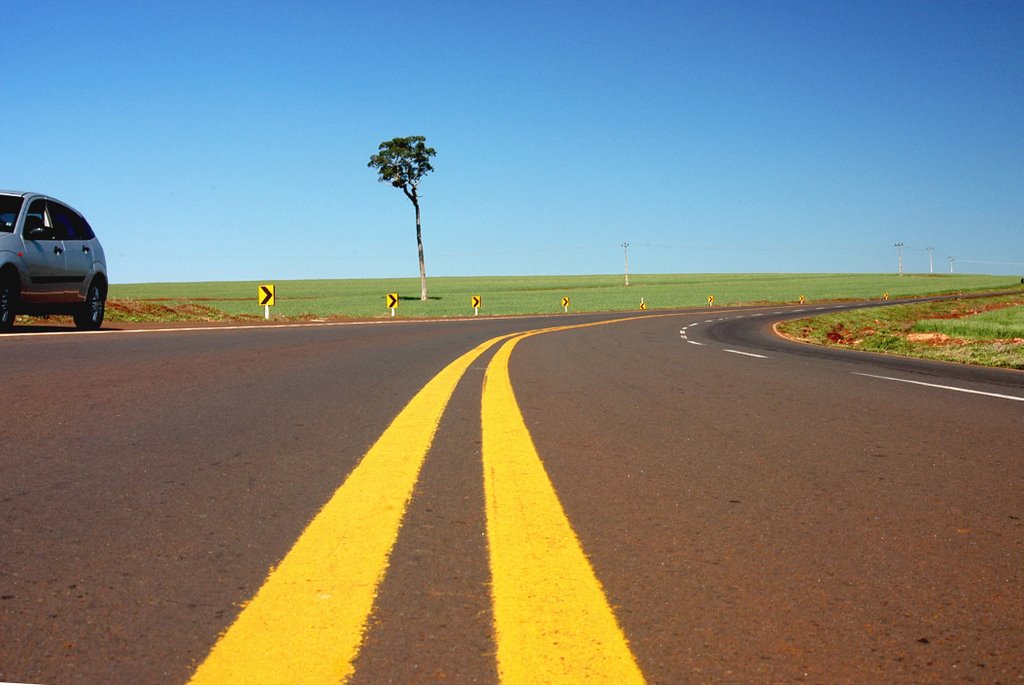 >>>E eu fiquei sozinha...   (Peroba-Rosa, em extinção)