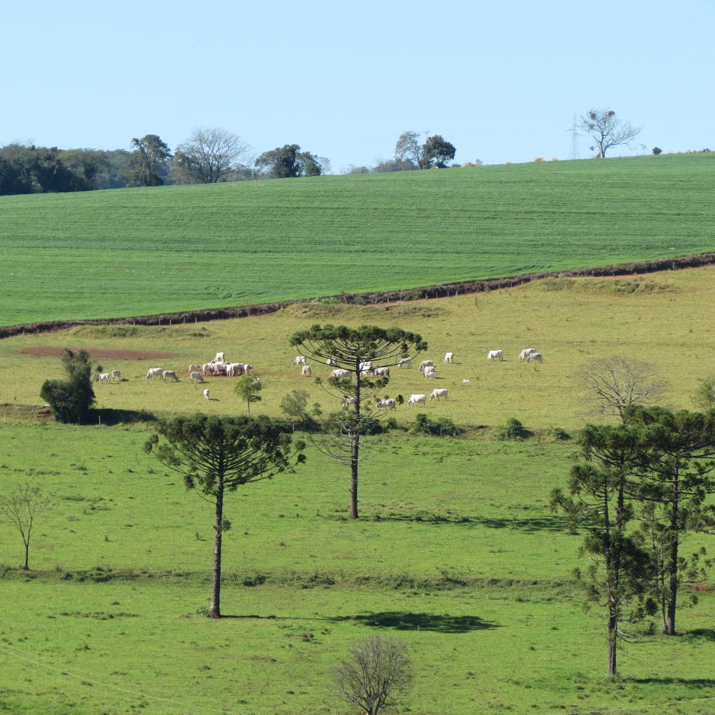 Paisagem na PR 451- Grandes Rios
