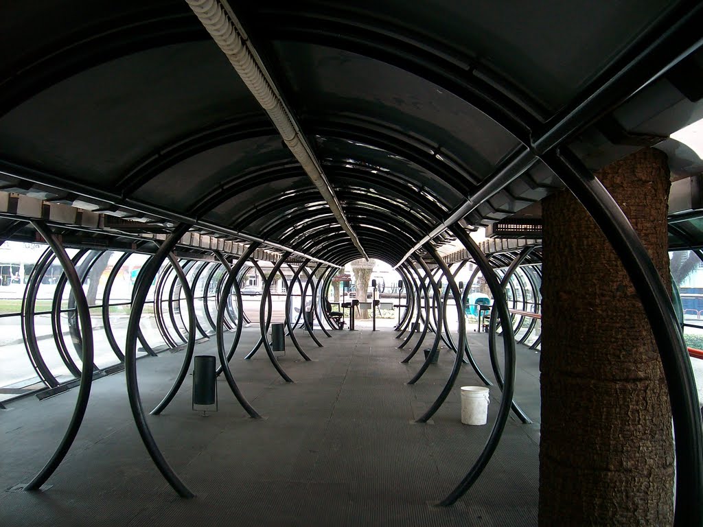 ESTAÇÃO TUBO ( preservando a árvore ) ARAUCÁRIA