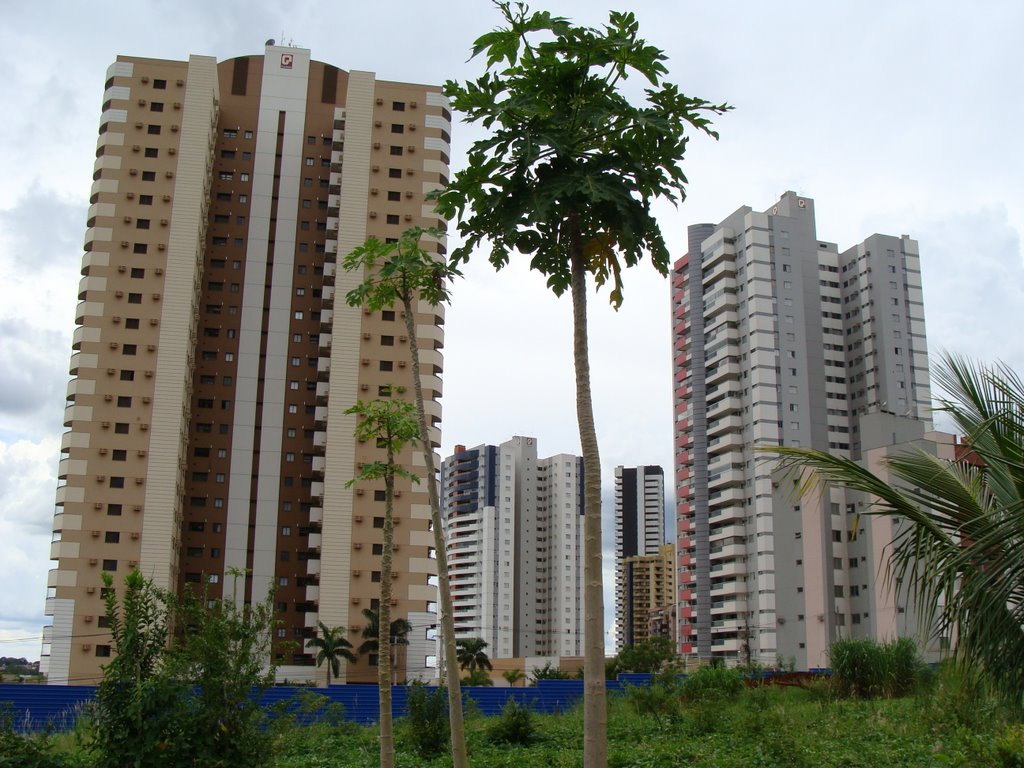 Um pé de mamão é mais alto do que um prédio? - Londrina - PR - Brazil
