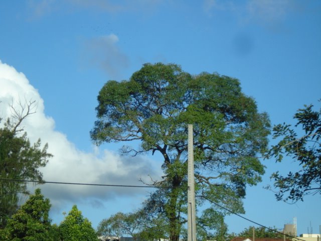 PEROBA NO CENTRO DA CIDADE (By FARINA)
