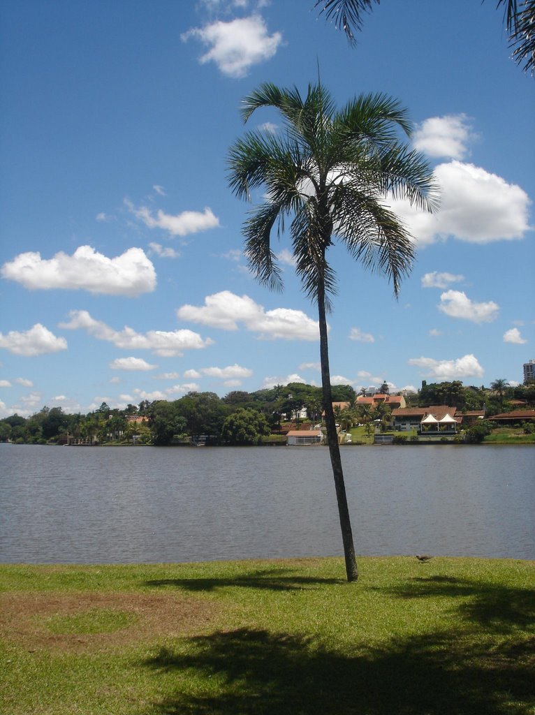 Árvore - Iate Clube Londrina