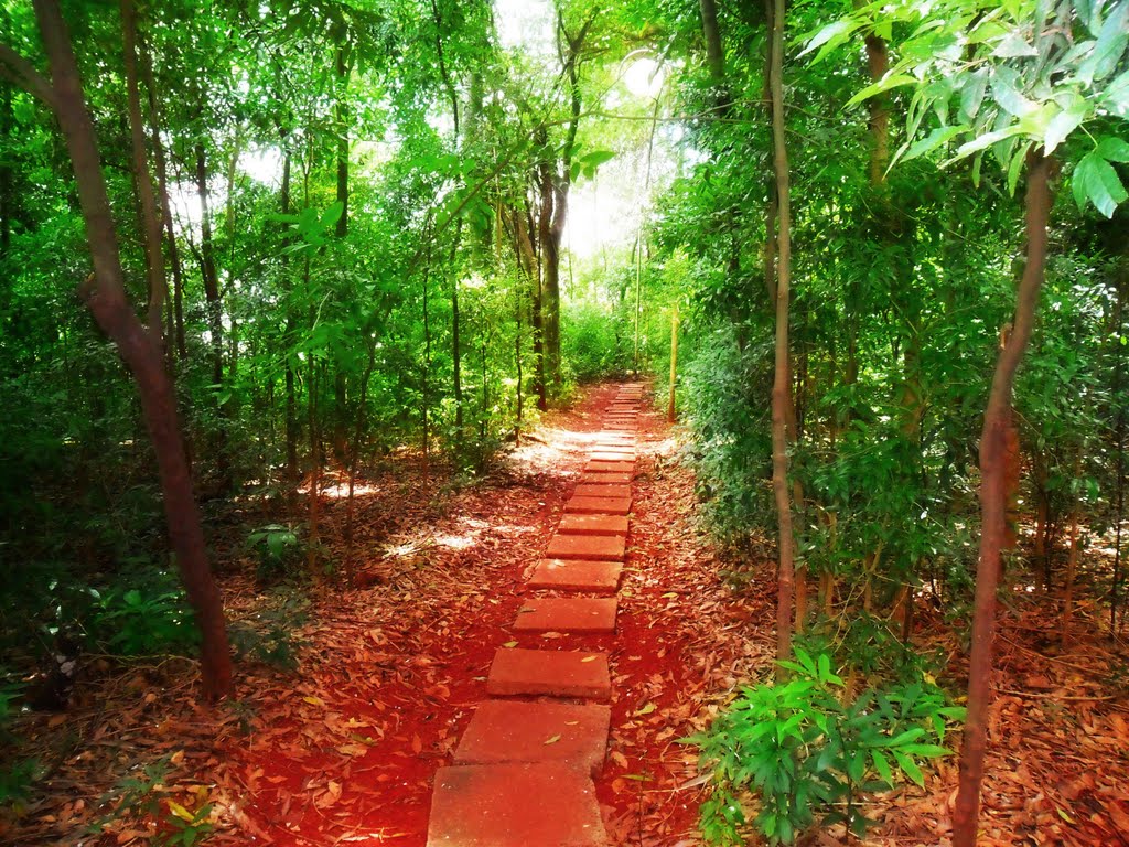 Bosque Central Londrina
