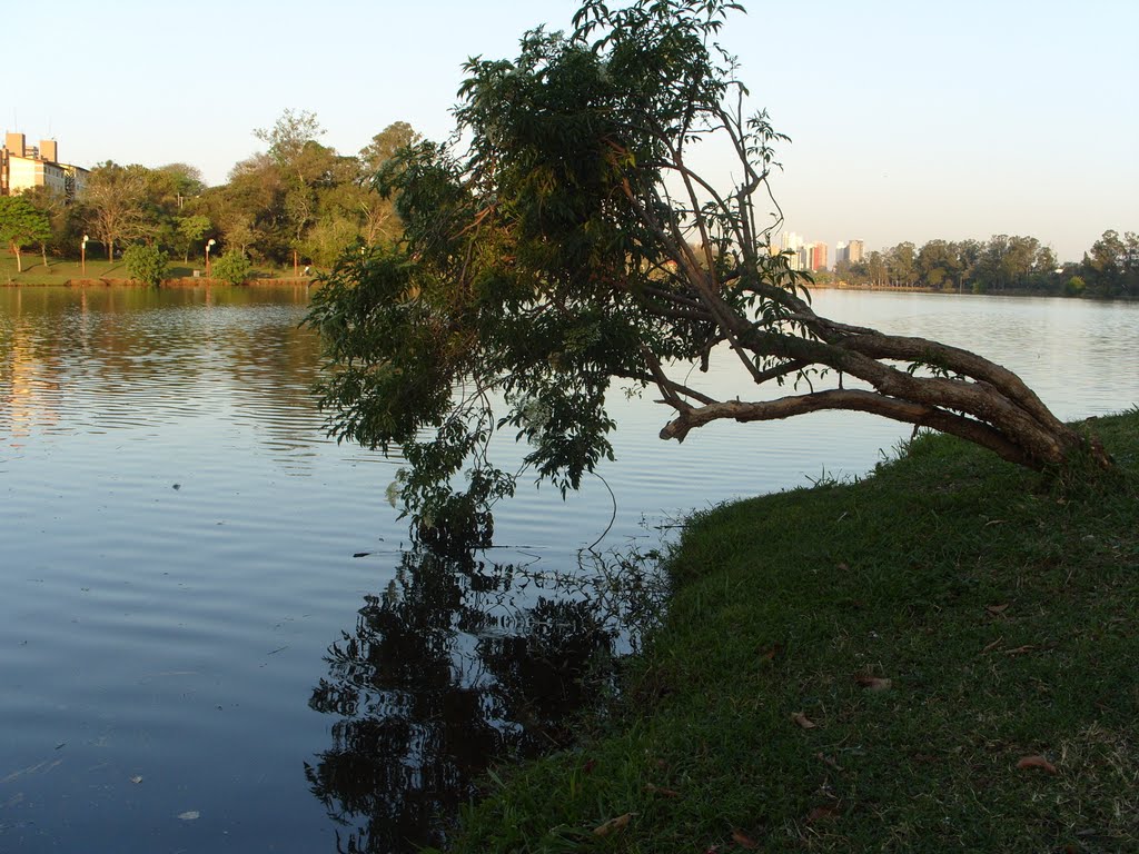 Árvore caida no lago