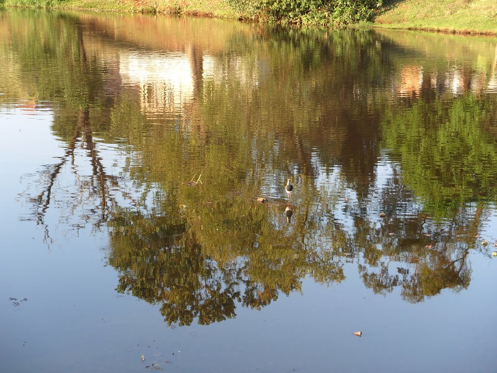 Quero quero e reflexos