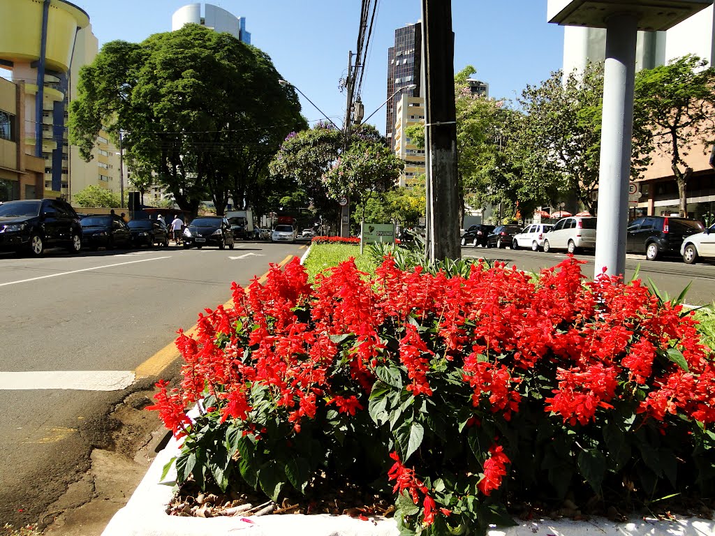 LONDRINA  By FARINA