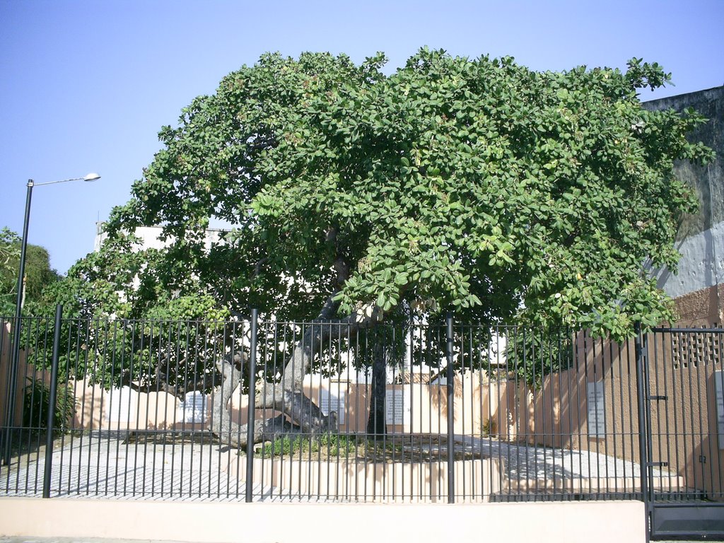 Cajueiro H. Campos