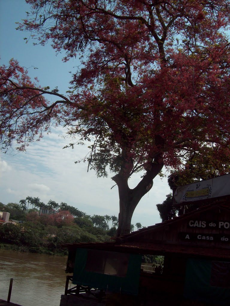 A Arvore
