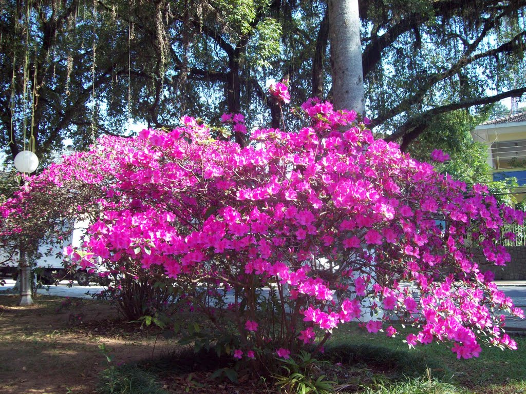 Azaleas - Jardim Velho