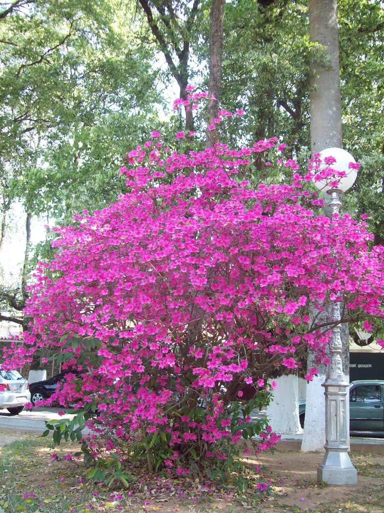 Jardim Velho