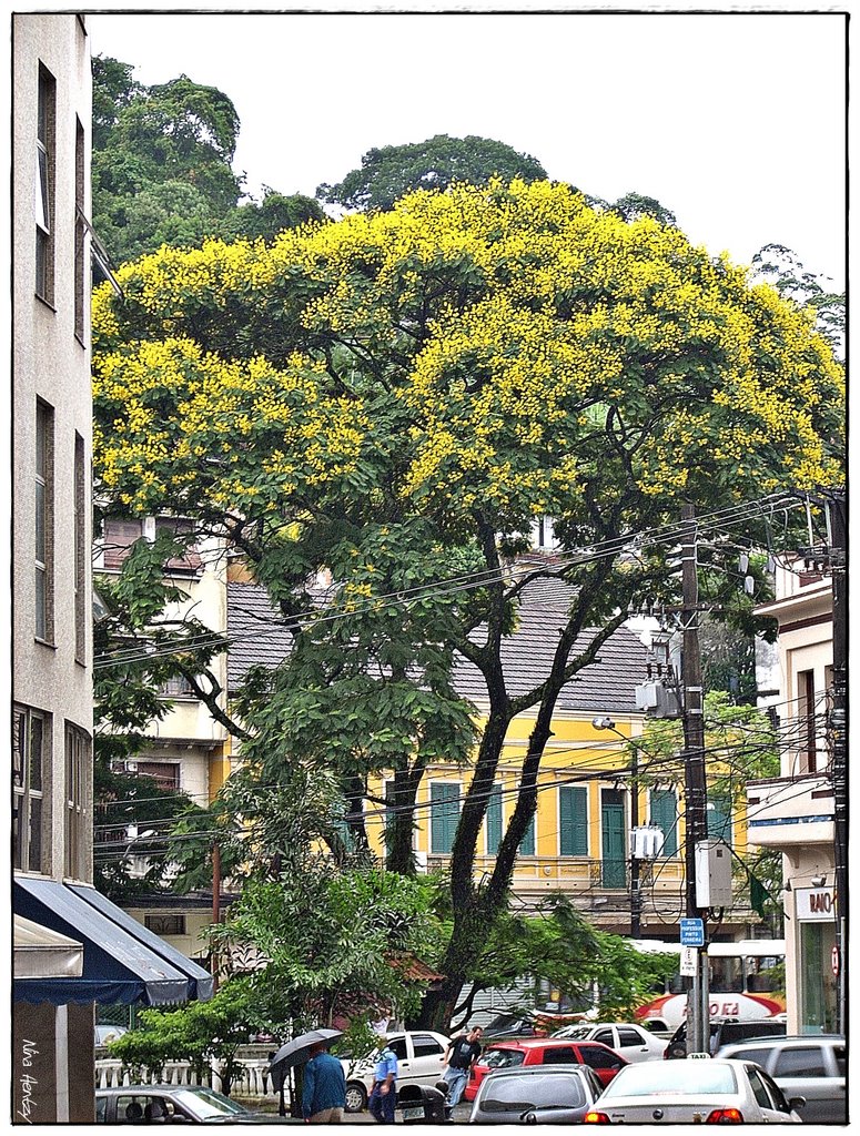 Árvore à beira do Rio Quitandinha