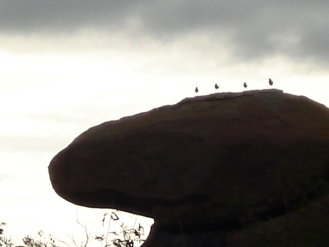 Pássaros na rocha