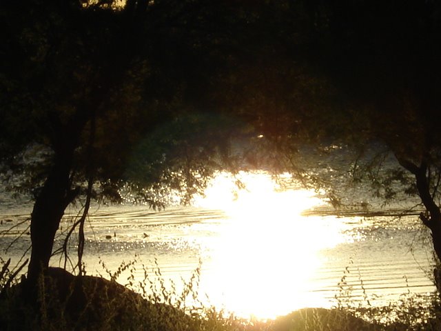 Reflexo solar entre as árvores