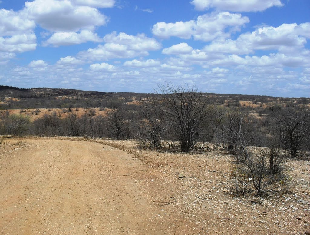 A caatinga