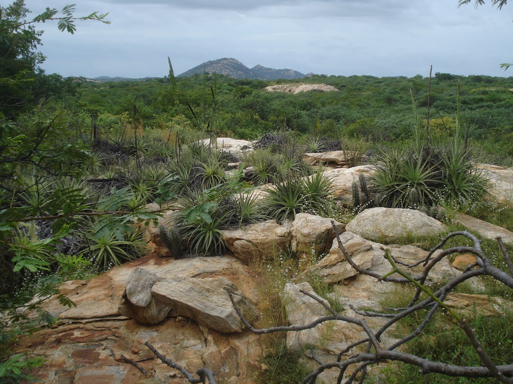 Caatinga...