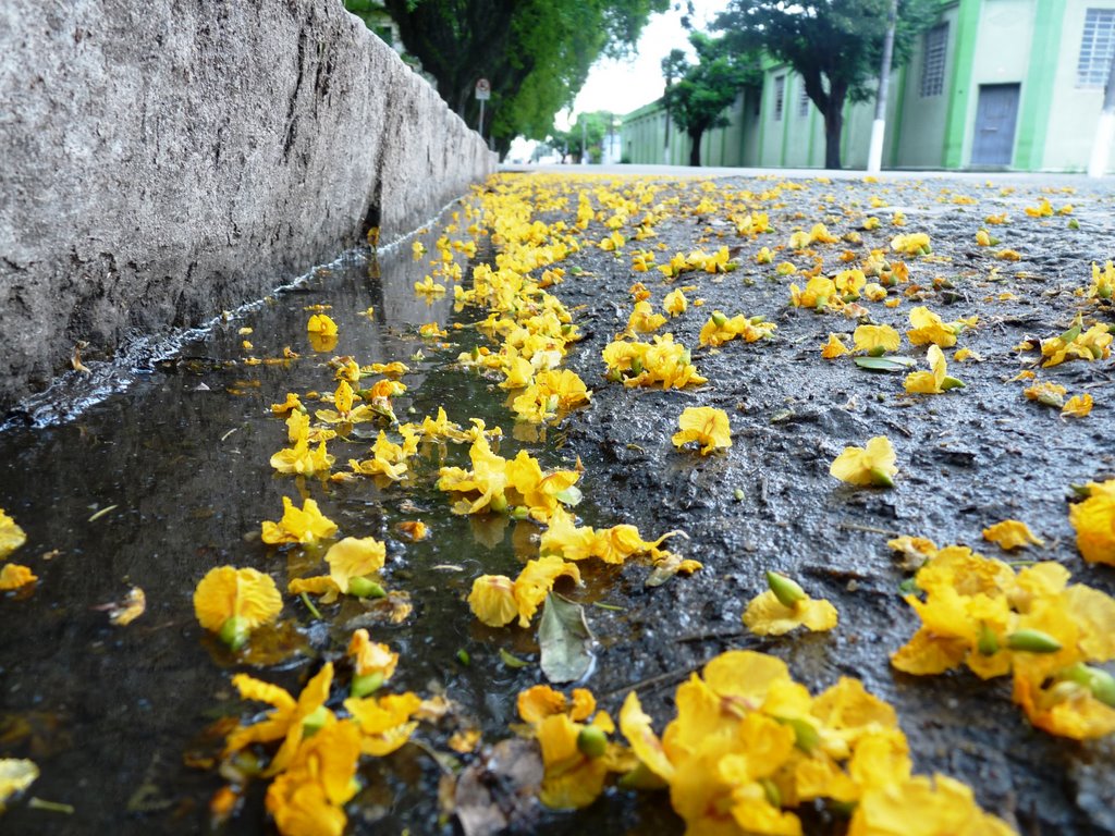 Av. Saldanha Marinho