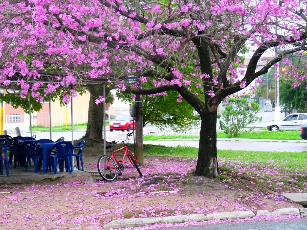 Florada de Ipê