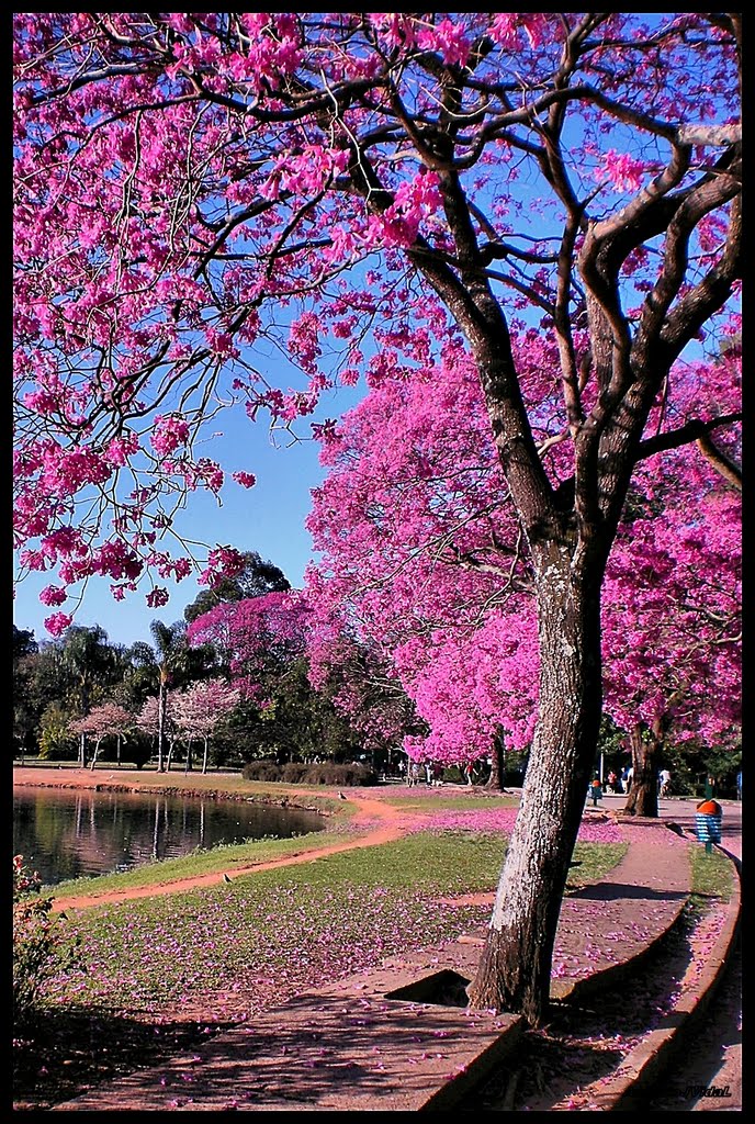 Cidade Dutra