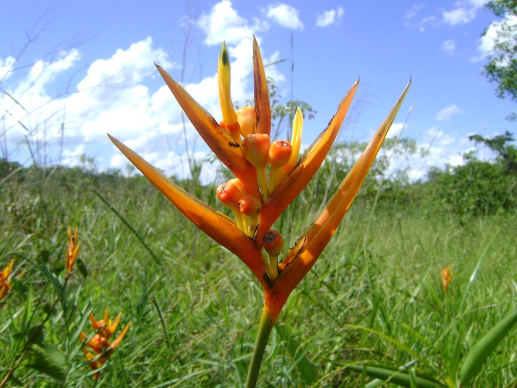 Flor do Paraiso