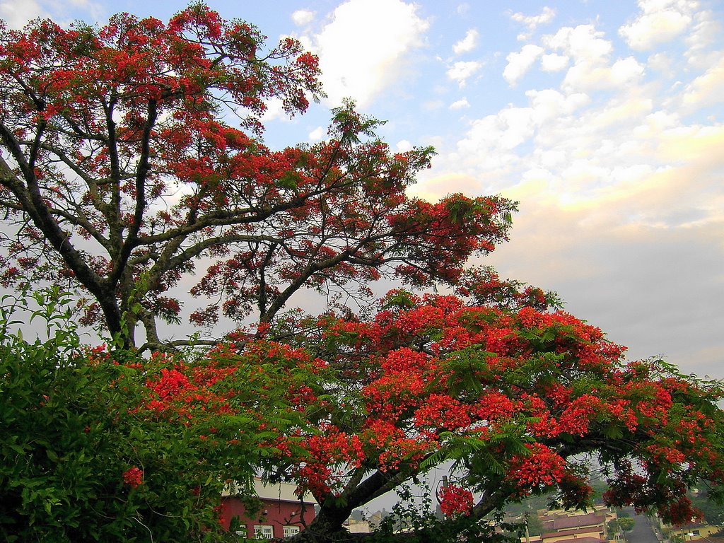 Vista Parcial da Vila Padovan