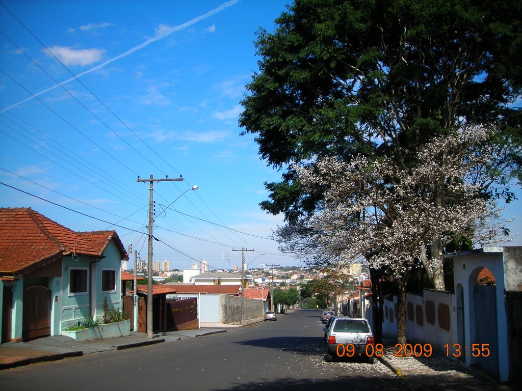 Ipê Branco na Rua N.Srª. de Fátima