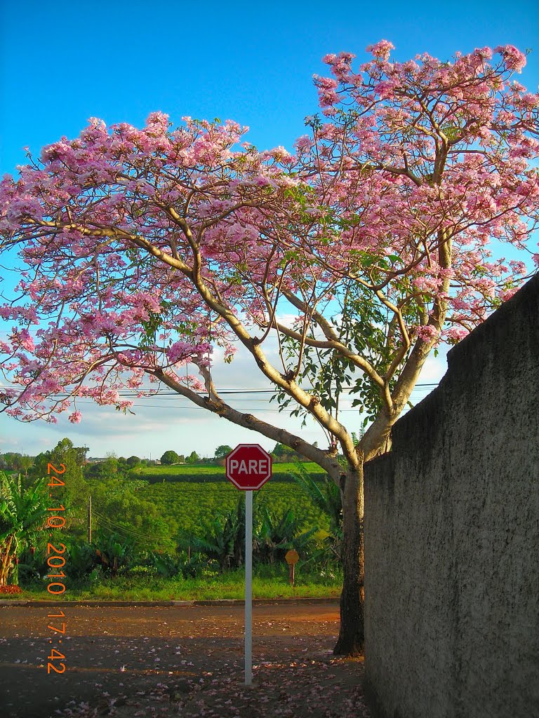 Ipê Rosa - Tabebuia pentaphylla
