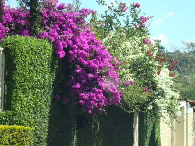Primaveras em Botucatu